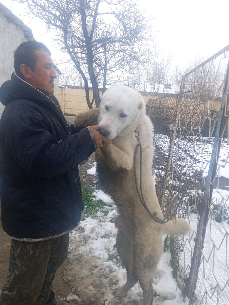 Алабай кучуг сотилади эркаги.