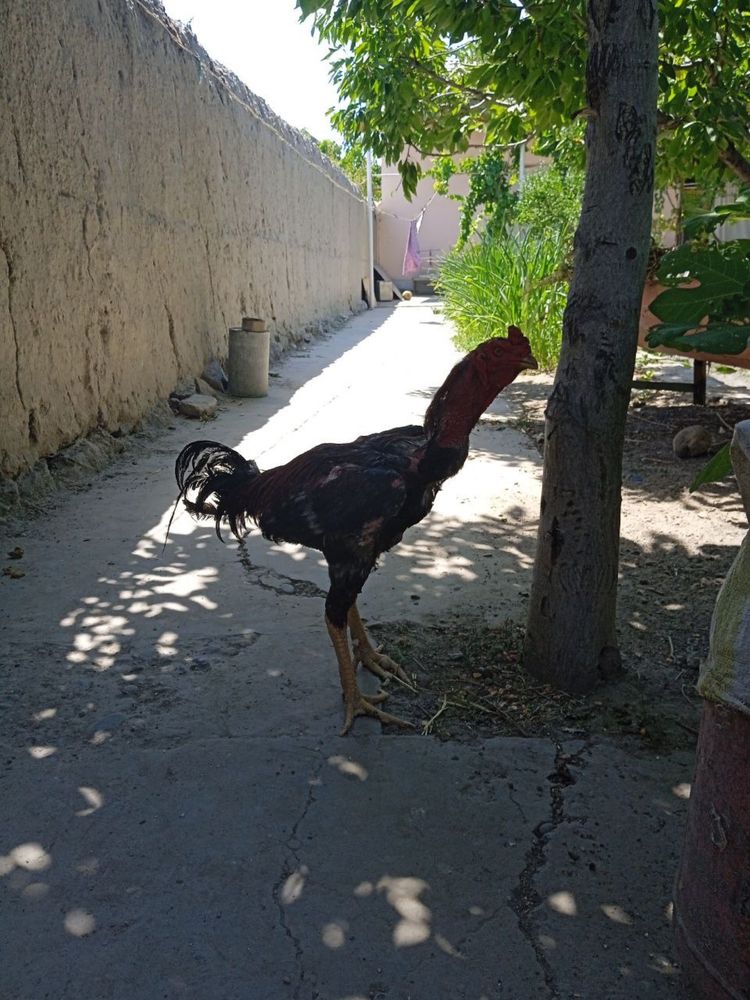 Tozza Dakan xoroz sotiladi