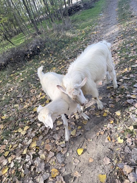 Țap si iada de 8 luni