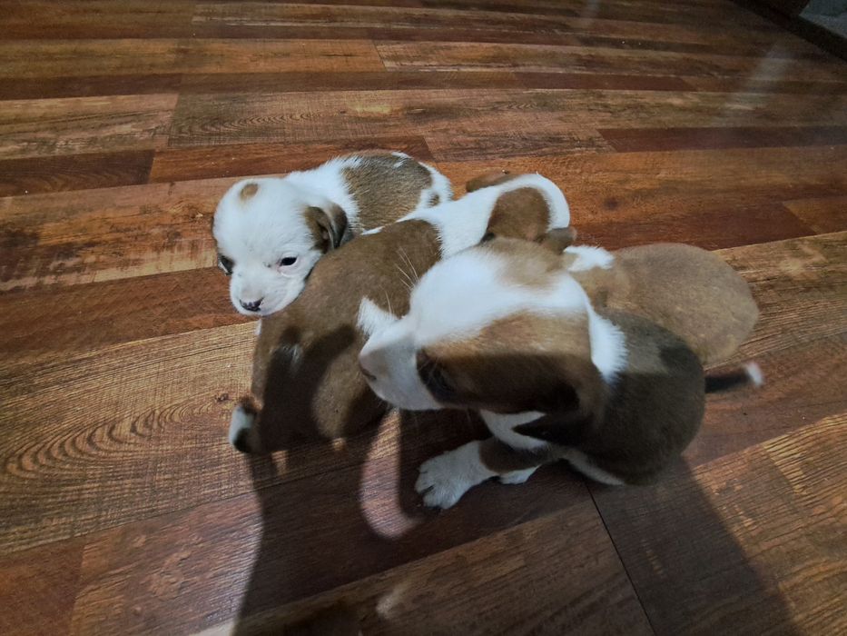 Adopție cinci căței