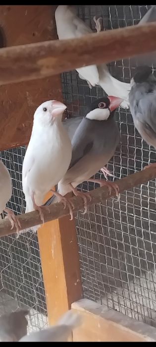 Orezari  ,kakariki, burgi și perusi