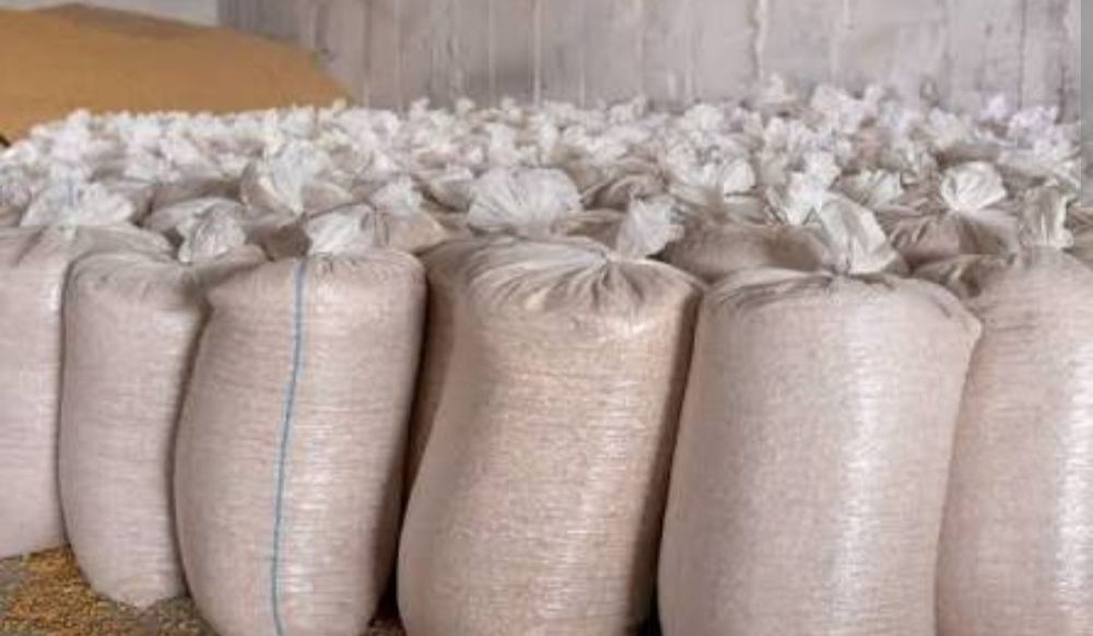 Porumb boabe producție 2025