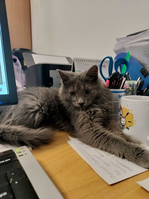 Кот подросток в хорошие руки