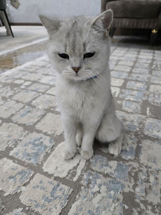 Продам британского кота