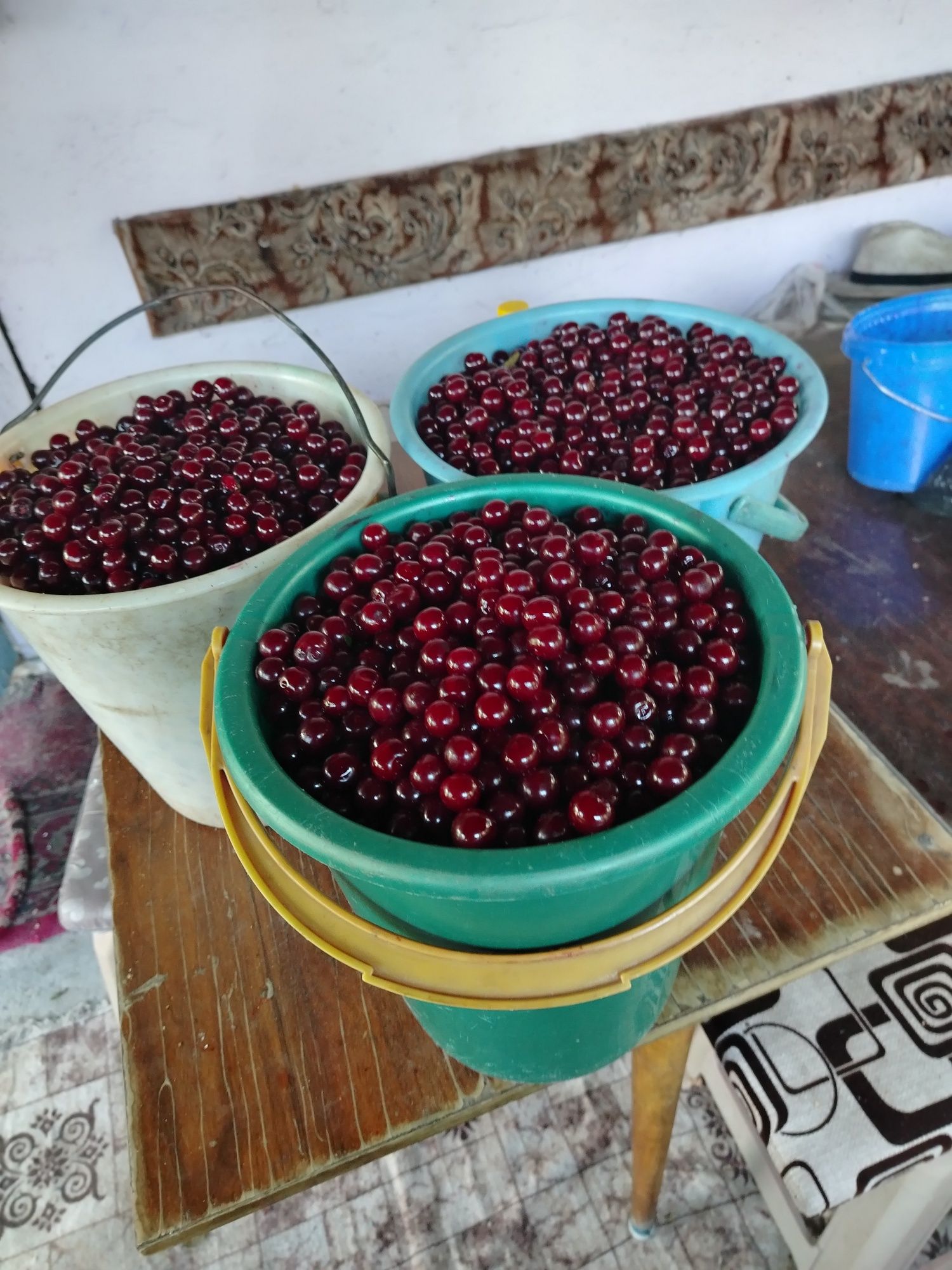 Вишня свежесобраная