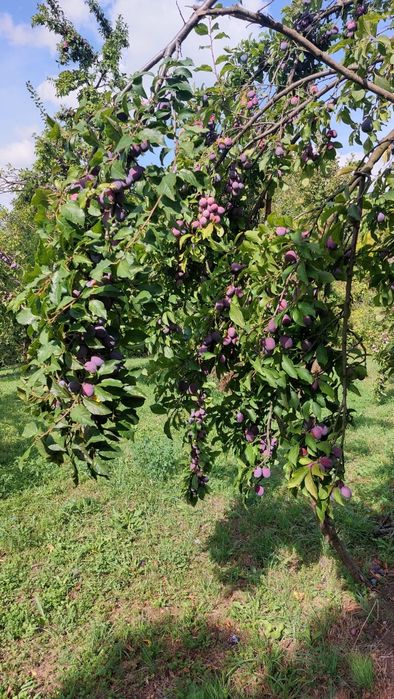 Prune Anna Spath de vanzare