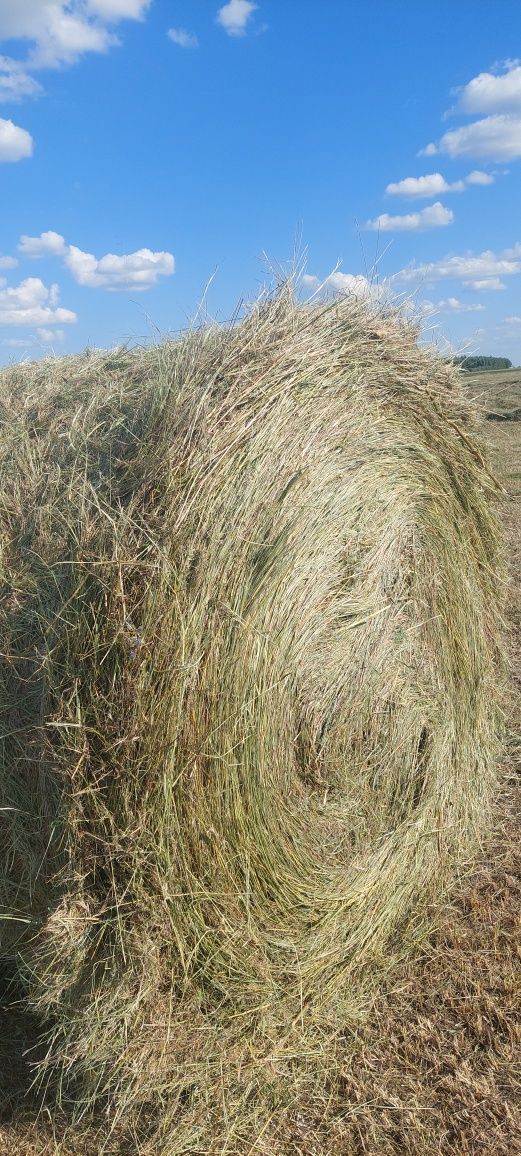 Продам сено лесное