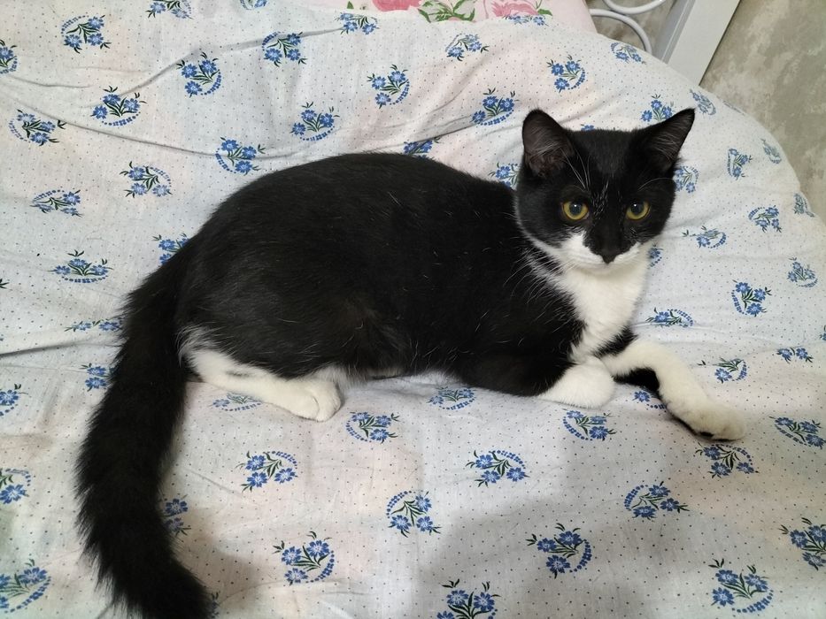 Котенок подросток