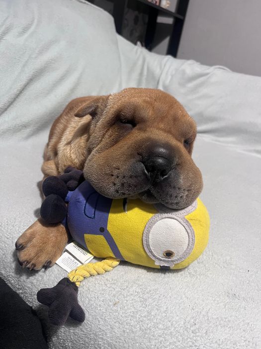 Прекрасен  Шарпей