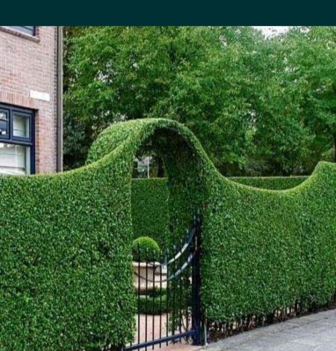 Creștere rapidă lemn cainesc gard viu