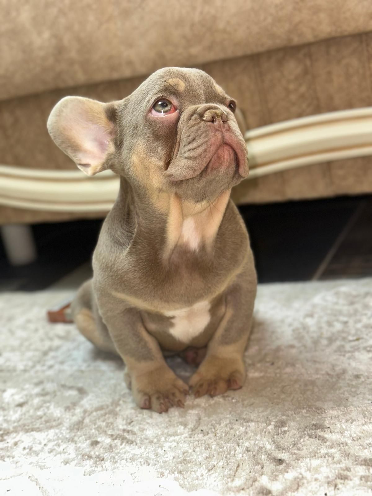 Bulldog francez mascul