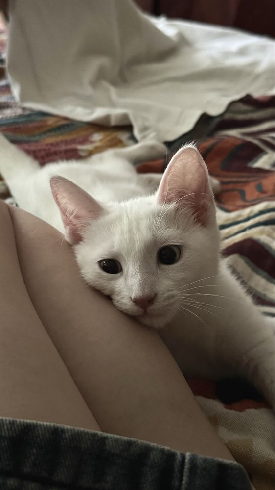 Белоснежный котёнок ищет дом