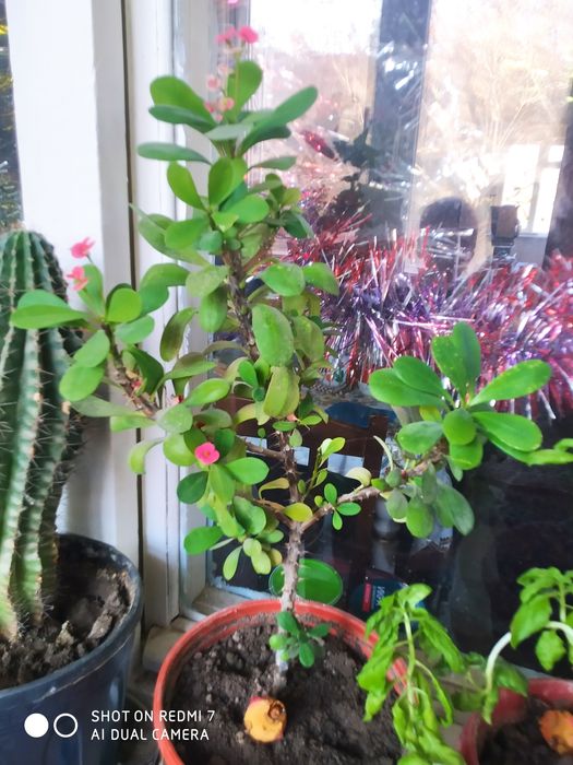 МОЛОЧАЙ МИЛЯ цветок на горшке