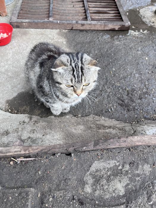 Отдадим кошку в добрые руки