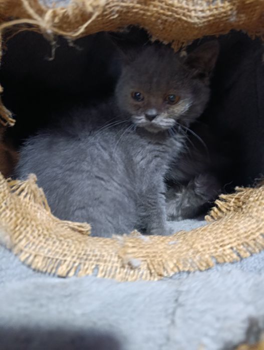 Девочка скоттиш страйт