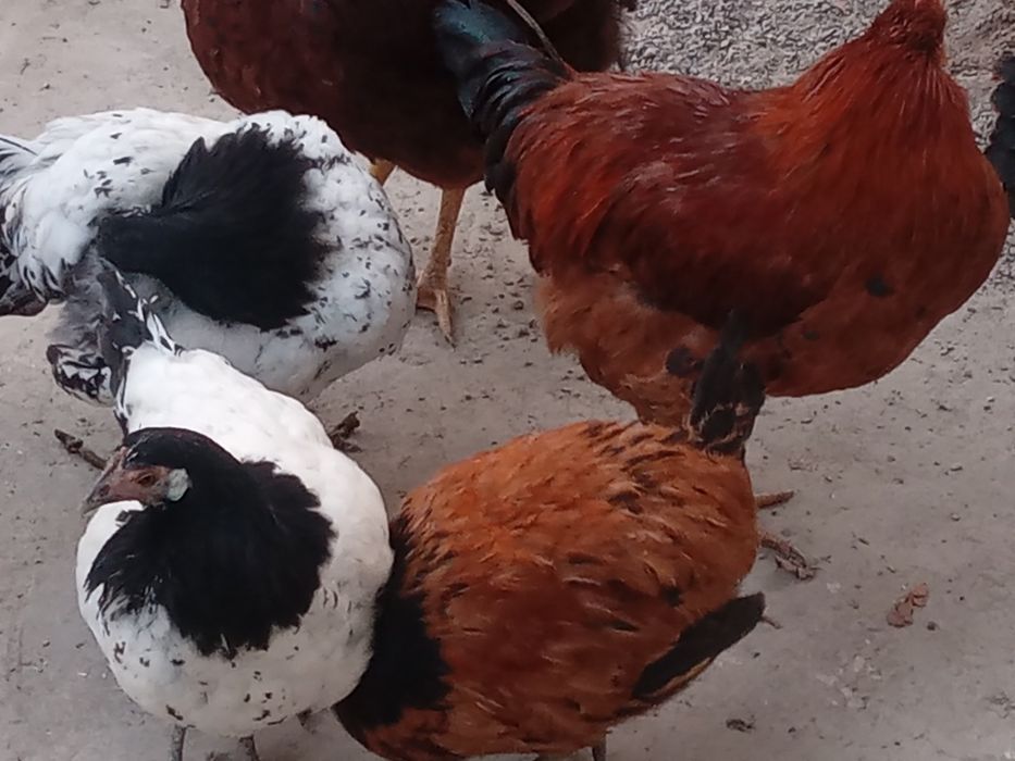 Xoroz va tovuqlar sotiladi.