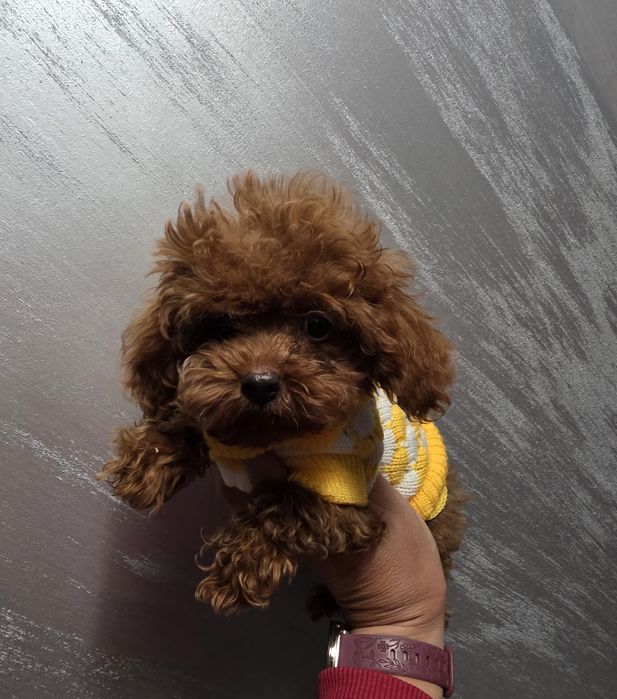 Резервирано!Той пудел/Toy poodle всички ваксини плюс ваксина за бяс