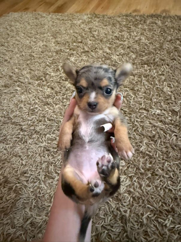 Chihuahua mini toy blue merle RAR