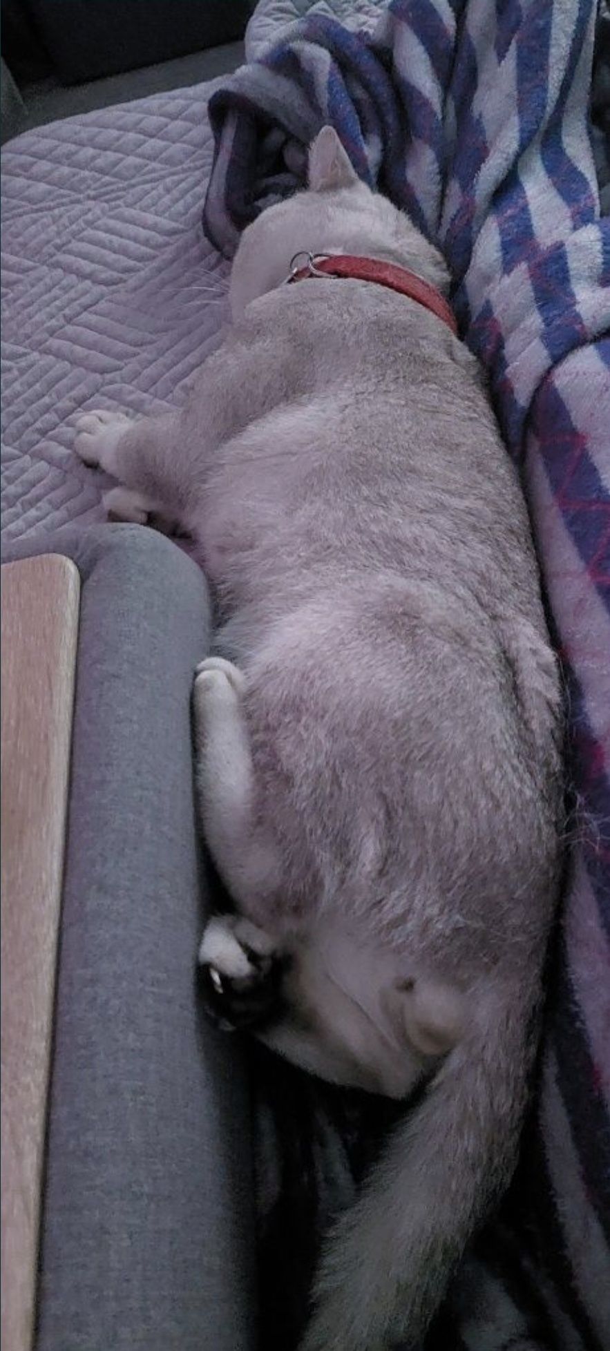 Вязка , прямоухий кот ( для прямоухих и вислоухих)