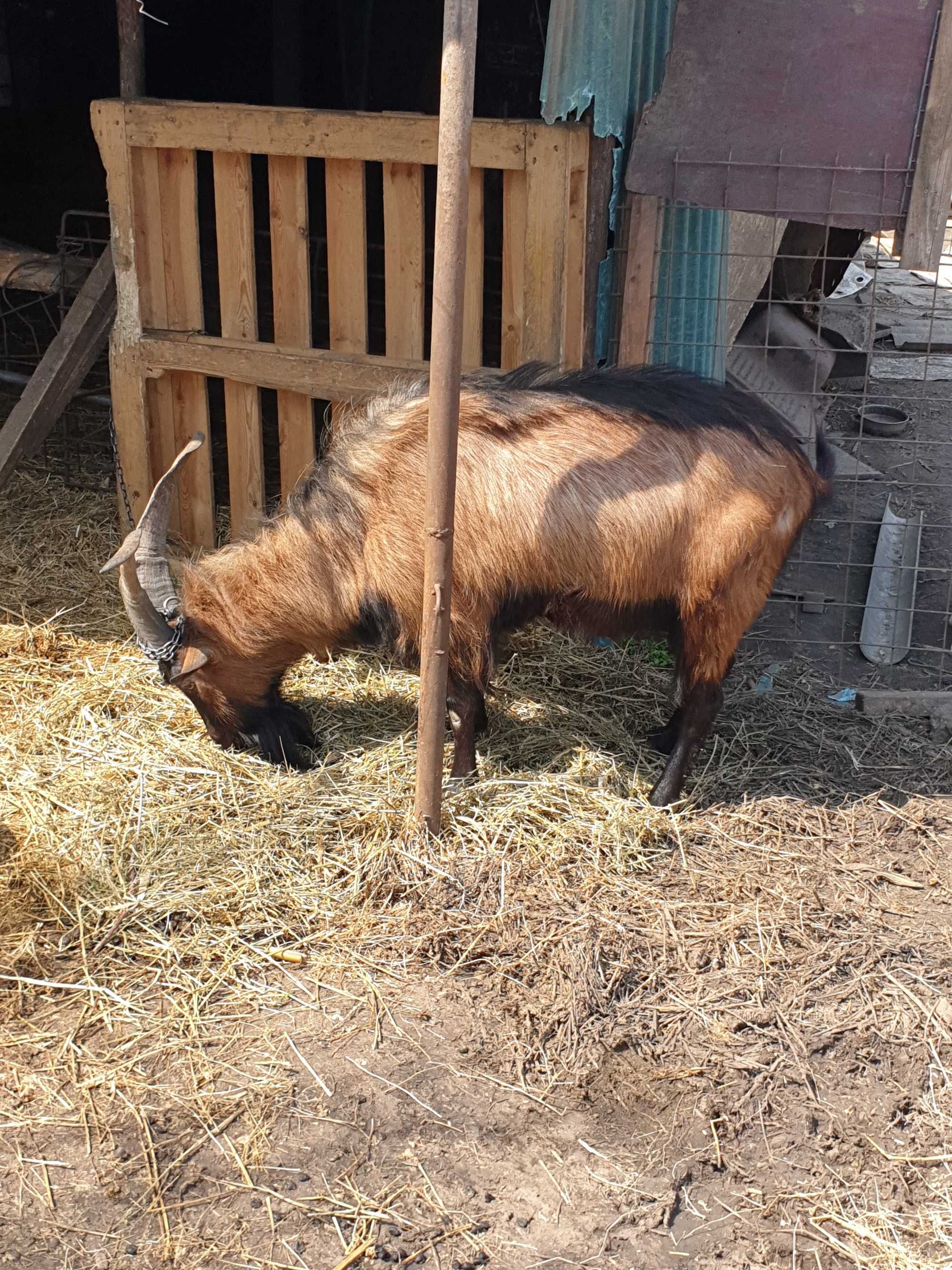 Vând Țap Alpin Francez