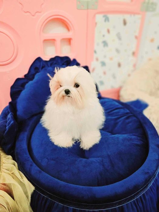 Bichon Maltez, Bichon Maltez cu Pedigree, Maltez mini , Korean maltez