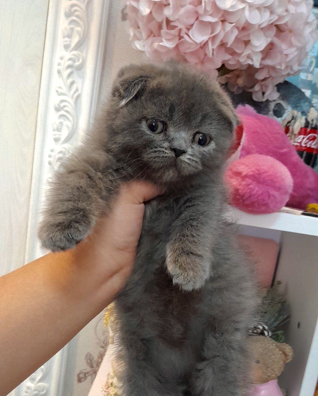 Продаются британские котята