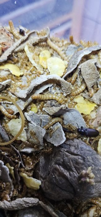 Viermi Superworms si Mealworms