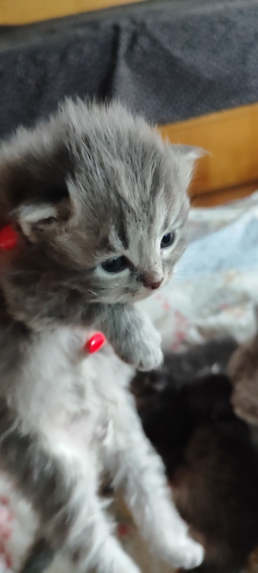 Сибирски  котета
