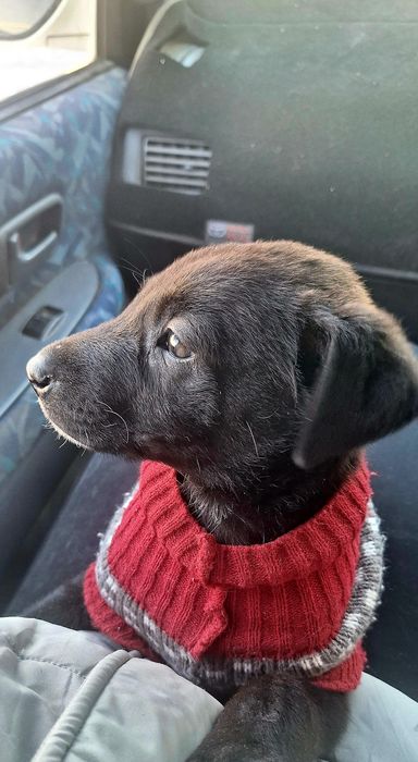 собака щенок ищет дом