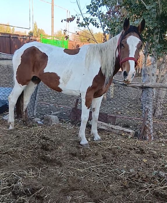 Биелер сатылады жас жылкы Кабыла