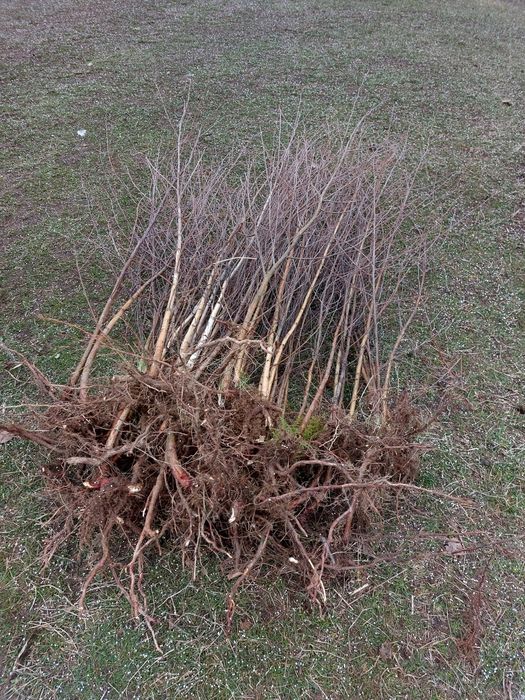 Vand puieti de mesteacan