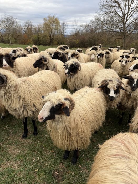 50 de oi cu mielute si un berbecut