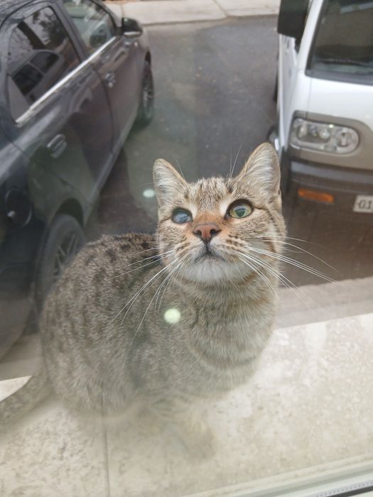 Кимга керак буса тел килила фака бита кузида нухсони бор