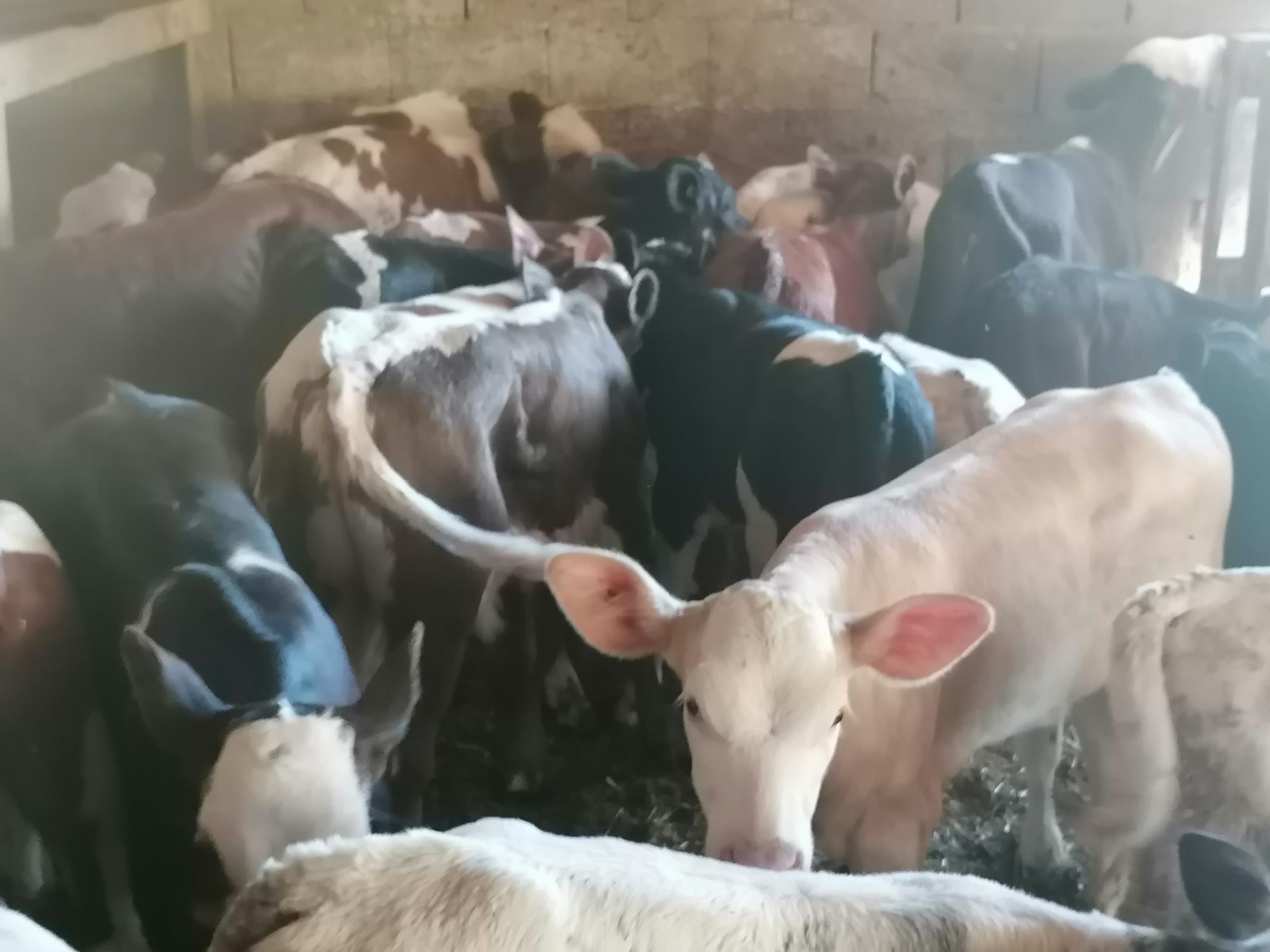 Vînd 25 buc viței sugari