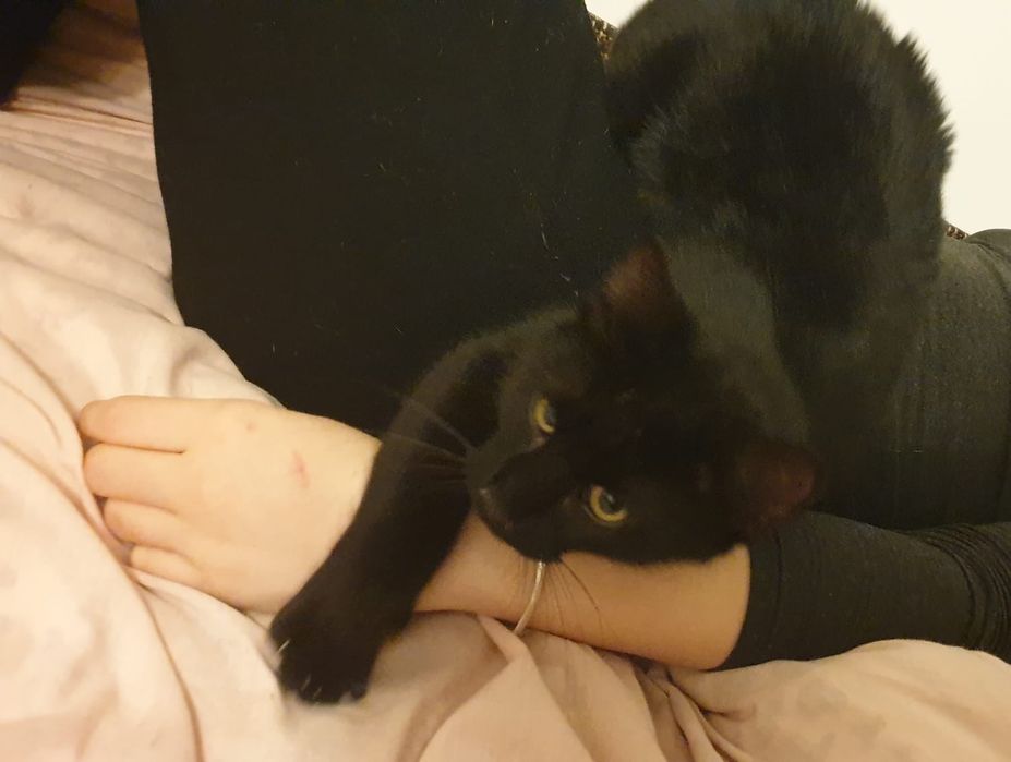 Adopție pui pisică