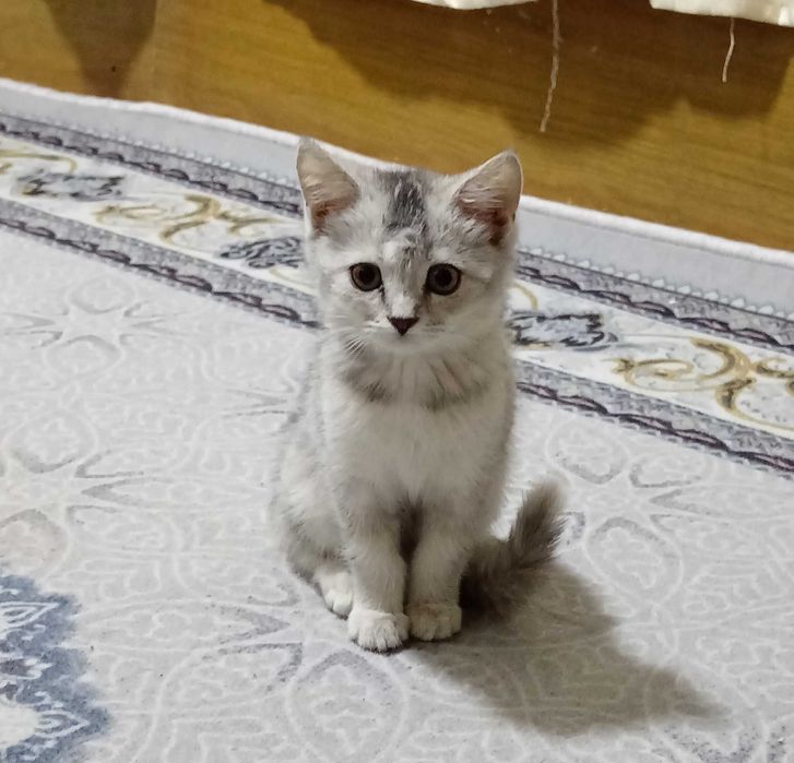 Zotdor Mushuk sotiladi