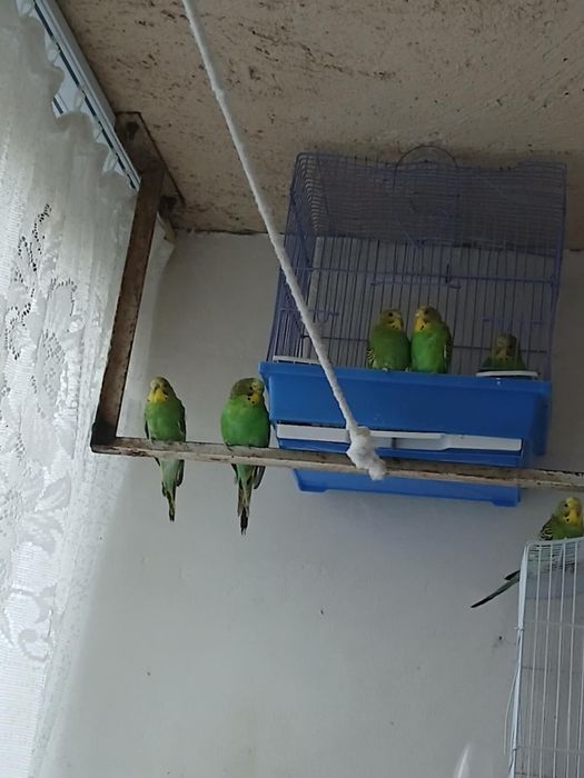 Pui papagali peruș