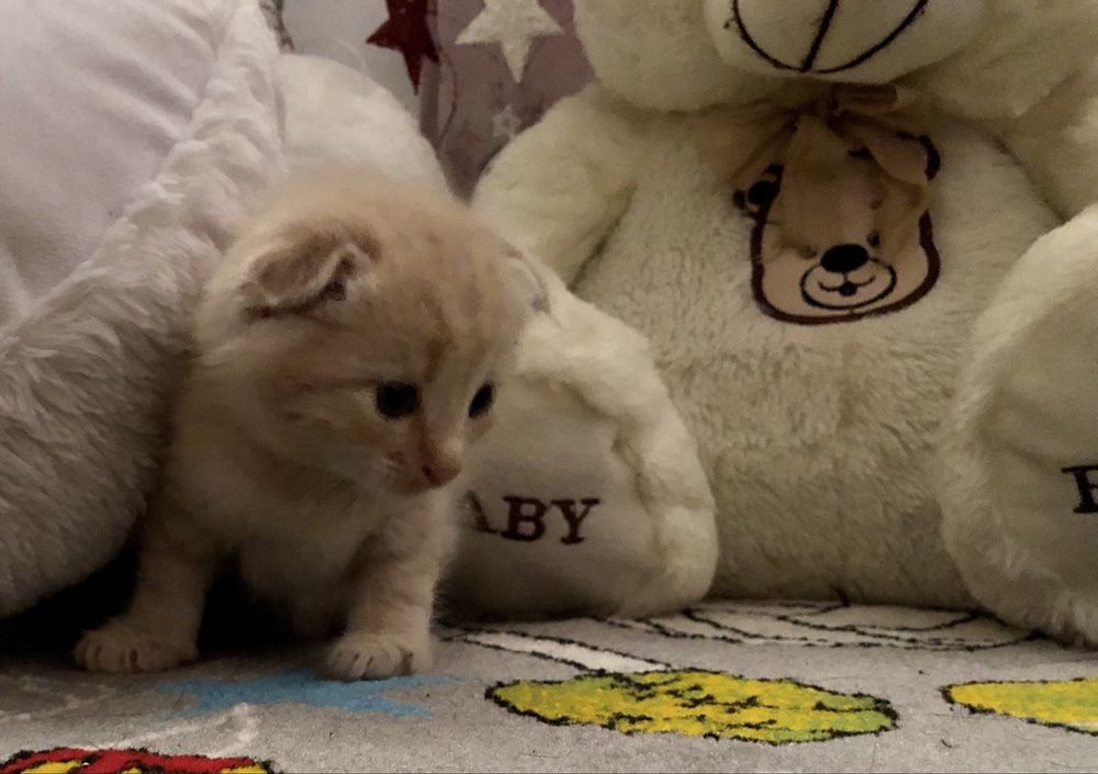 Вислоухий рыжий котенок