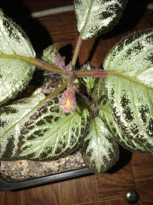 Разные Цветы Домашние.