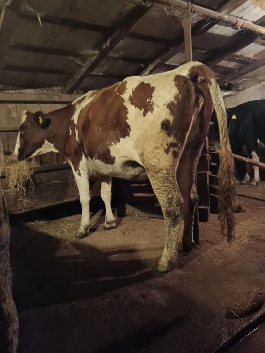 Vând junincă gestantă