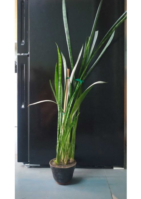 Комнатный цветок: Сансевиерия (Кашачий хвост или же Тещен Язык)
