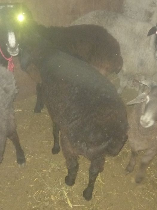 Bugoz quylar  sotiladi