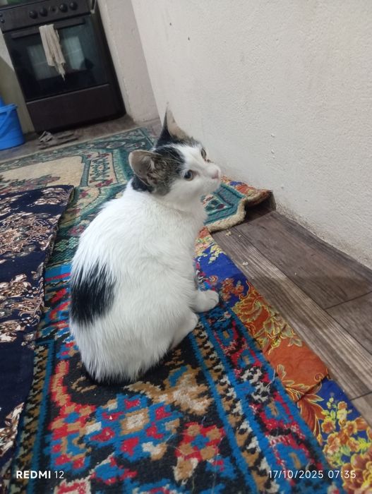 Qiz bola mushuk beriladi