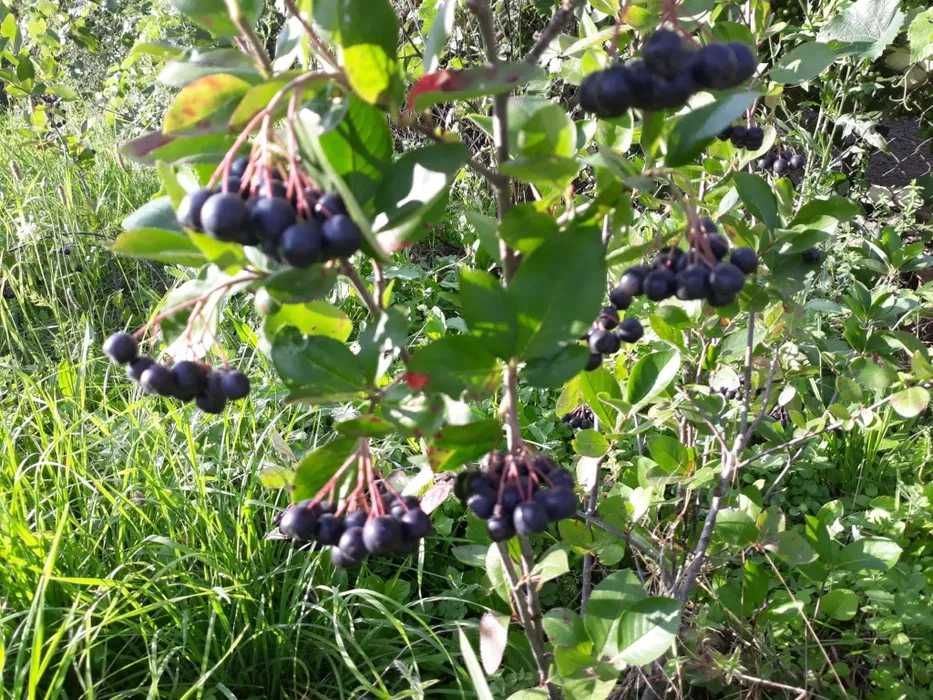 CAisi,pruni,kaki,smochin,dud,Paulownia.Livrare rO.pomi fructiferi