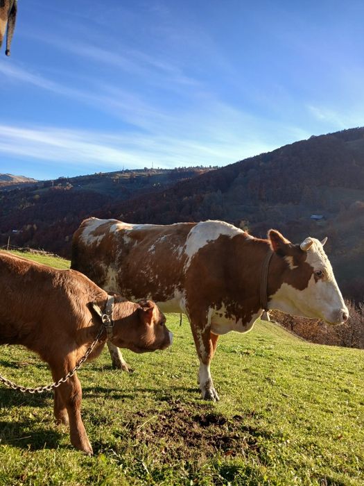 Vînd două vaci una cu vițel
