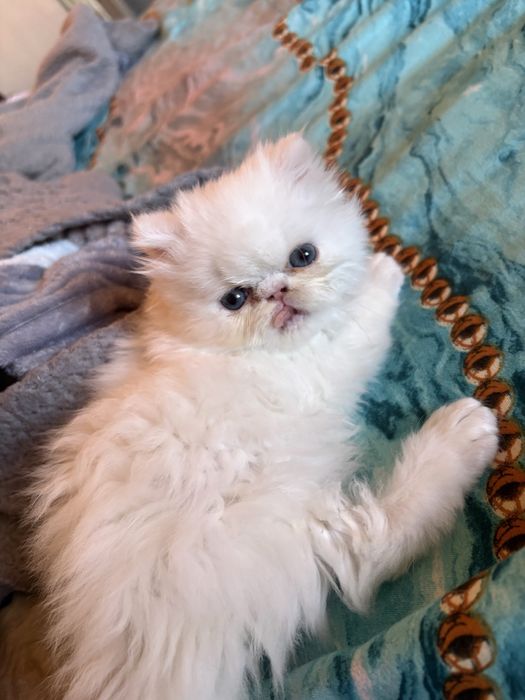 Pui Persani doll face