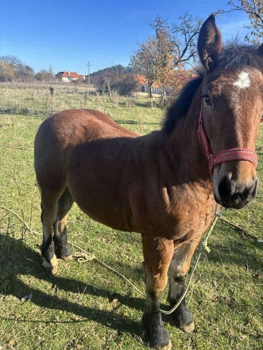 Mânz 4 luni pașaport  cip 7000lei