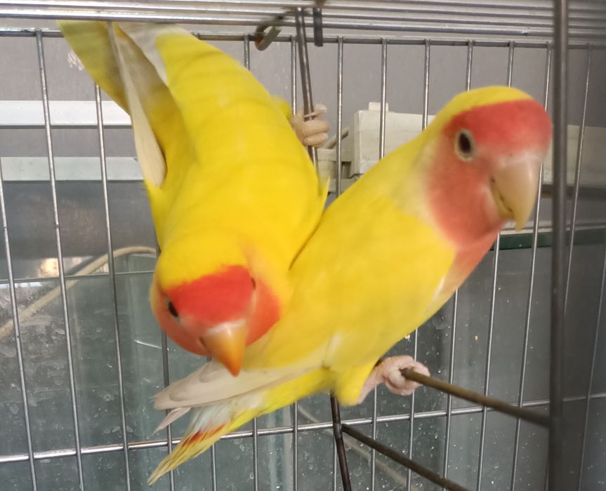 Продам домашних попугаев Неразлучников