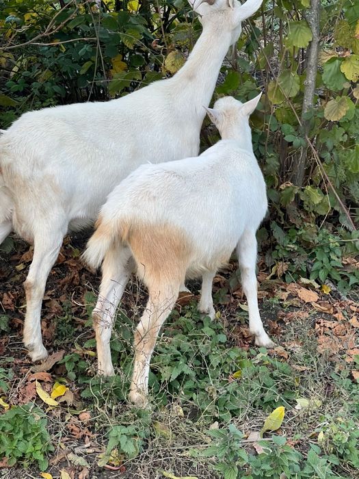 Capre sannen de vânzare. Cele mature au și pedigree