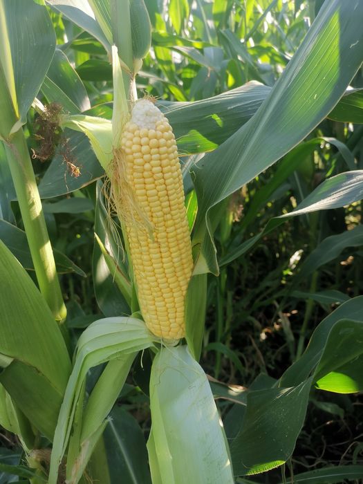 Porumb de fiert 3 lei bc